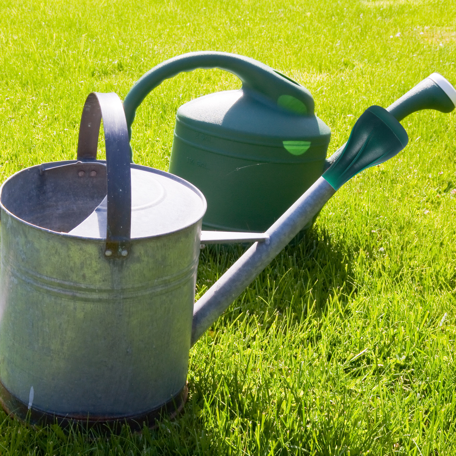 Water Can Sprinkler Head Compa - Bonsai Garden Plants 评论和价格
