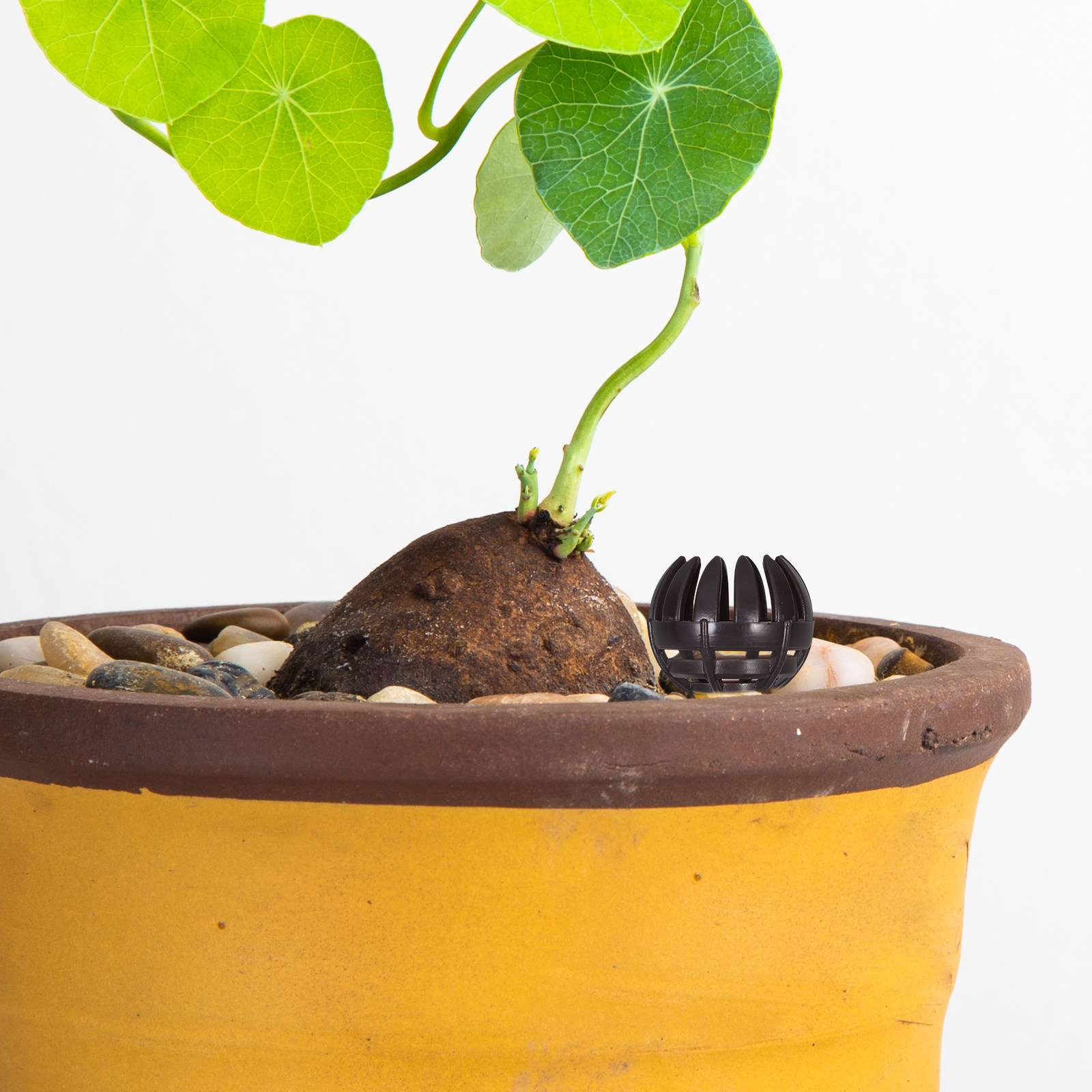 20Pcs Plastic Fertilizer Baske - Bonsai Garden Plants 评论和价格