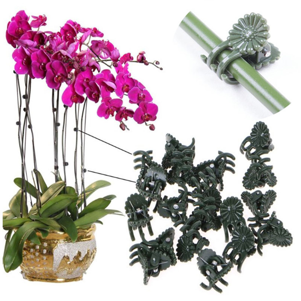 100Pcs Ladybug Shaped Orchid C - Bonsai Garden Plants 评论和价格