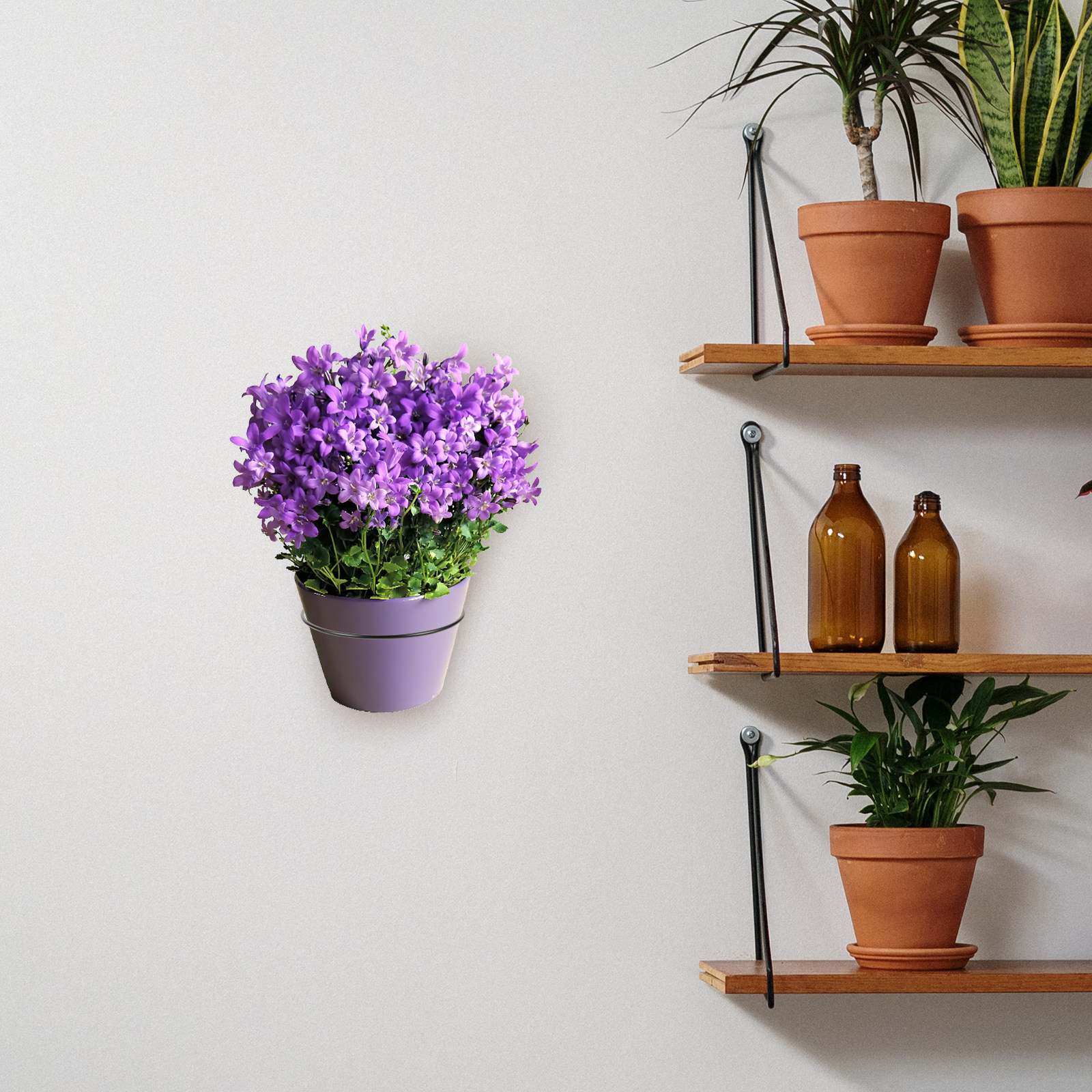 Iron Wall-Mounted Flowerpot Ra - Bonsai Garden Plants 评论和价格